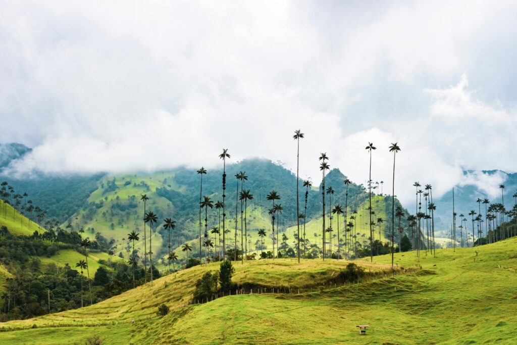 Esta imagen muestra un paisaje natural hermoso en Colombia, con laderas verdes cubiertas de hierba y altos palmerales que se elevan hacia un cielo cubierto de nubes. Al igual que este paisaje atrae la atención por su belleza y singularidad, en Colombia, puedes ganar dinero en Instagram. Crea contenido atractivo y auténtico que represente lo mejor de tu país, como sus paisajes, su cultura y su gastronomía. Colabora con marcas locales e internacionales que se ajusten a tu nicho y utiliza las funciones de comercio electrónico de la plataforma para promocionar y vender productos.