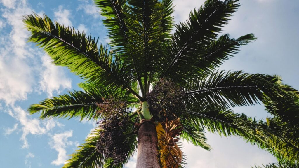 Vista de una palmera contra un cielo azul,simbolizando el crecimiento y la esperanza."¿Puede Byte App Desbancar a TikTok?Un Análisis en Profundidad",una reflexión sobre la competencia en redes sociales.