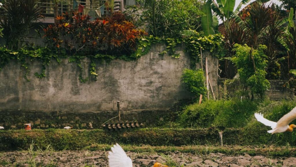 Guia practica para creadores en Colombia que quieren que marcas de Indonesia en Apple Music destaquen artistas emergentes; pasos, plantillas y estrategia cultural.