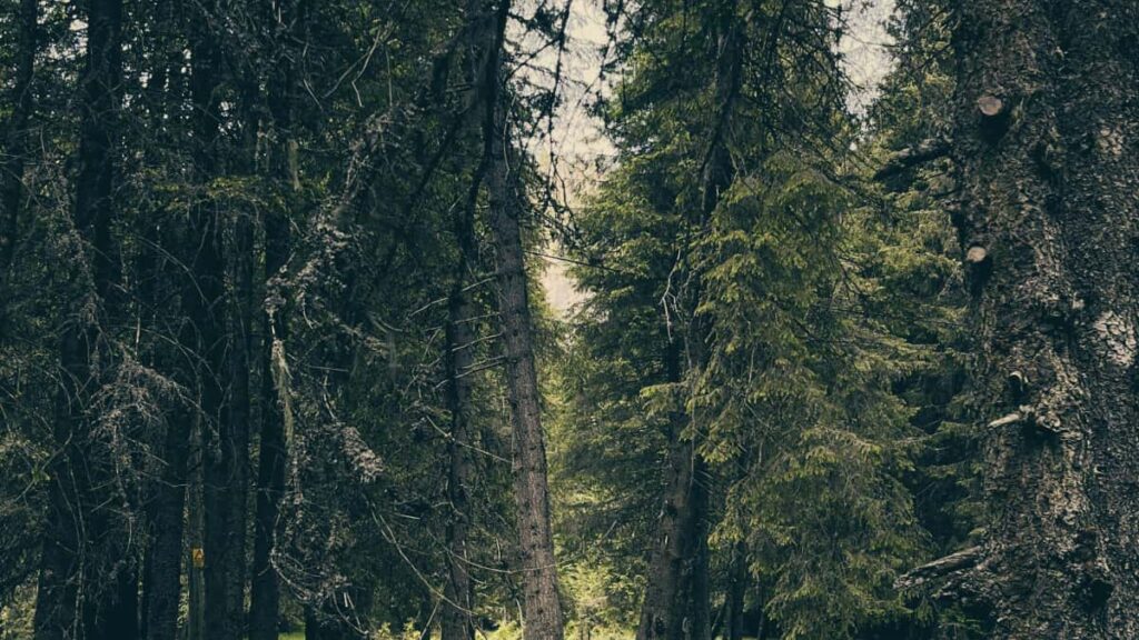 Guia practica para creadores en Colombia sobre como contactar marcas de Puerto Rico en Twitch y organizar giveaways de claves de juego: pasos, plantillas, legalidad y tacticas locales.