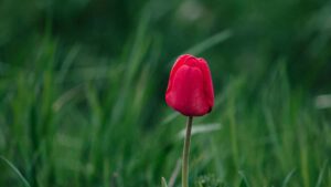 Guia practica para creadores en Colombia sobre como localizar, pitchar y cerrar demos en vivo con marcas de Estados Unidos via Discord.