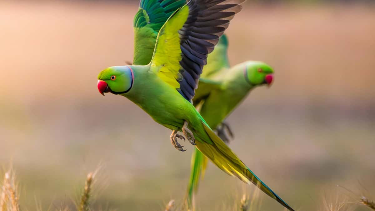 Creadores en Colombia: cómo contactar marcas de Nepal en Etsy y montar styling challenges