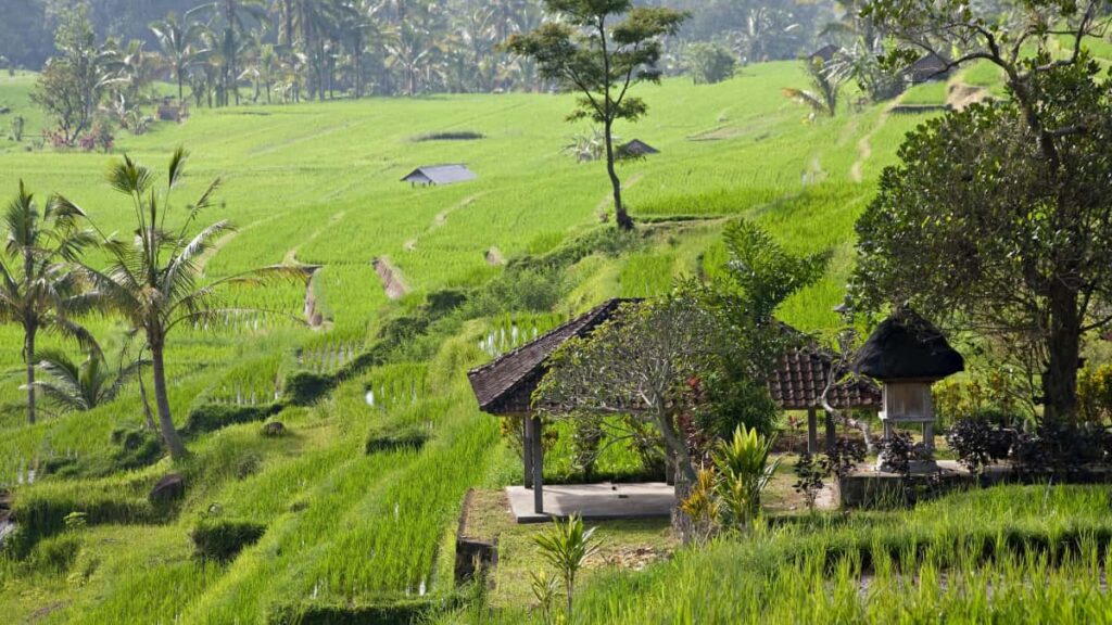 Guia practica para creadores colombianos: como identificar, acercar y cerrar representaciones de marcas mongolas en Chingari para fitness y deporte.