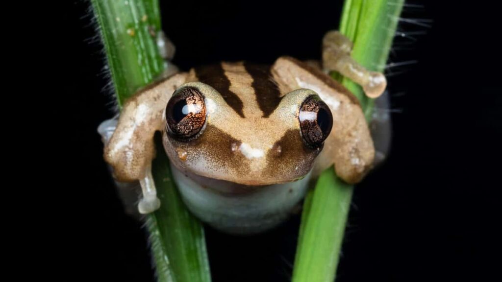 Guia practica para creadores en Colombia: como identificar, contactar y co-crear bundles exclusivos con marcas checas que venden en Amazon.