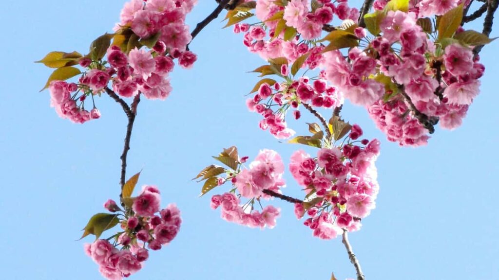 Guia practica para creadores en Colombia: como contactar marcas de Libano en Rumble y conseguir resenas largas que convierten.