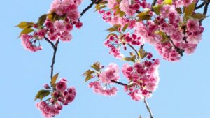 Guia practica para creadores en Colombia: como contactar marcas de Libano en Rumble y conseguir resenas largas que convierten.