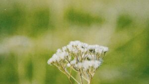 Guia practica para anunciantes en Colombia sobre como localizar creadores Takatak en Tailandia y lanzar campanas centradas en engagement, con tacticas, agencias locales y pasos operativos.