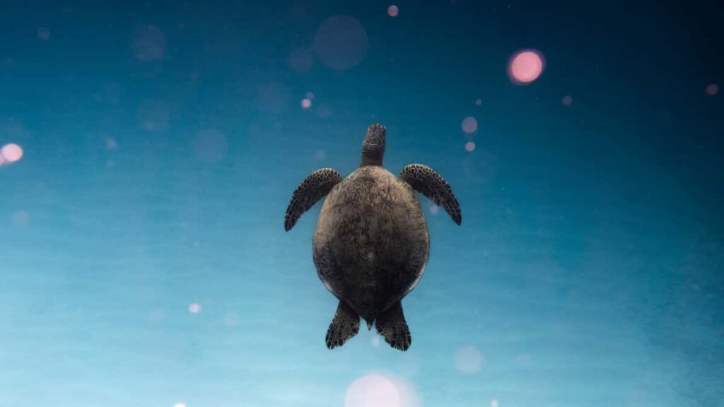 Guia practica para marcas colombianas que quieren localizar y lanzar retos patrocinados con creadores polacos ligados a contenidos Netflix.