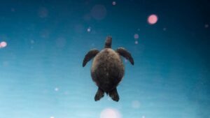 Guia practica para marcas colombianas que quieren localizar y lanzar retos patrocinados con creadores polacos ligados a contenidos Netflix.